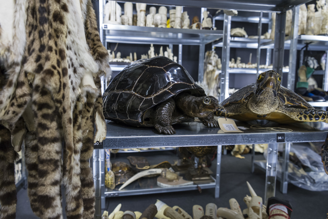 Tartarughe, zanne, pellicce: tutti oggetti sequestrati alle dogane svizzere.