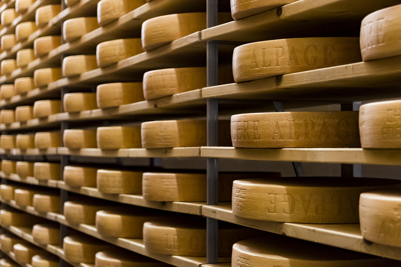 rows of cheese