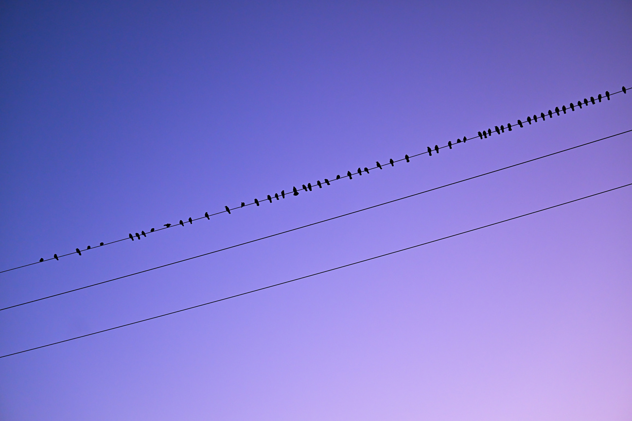 line of birds on wire