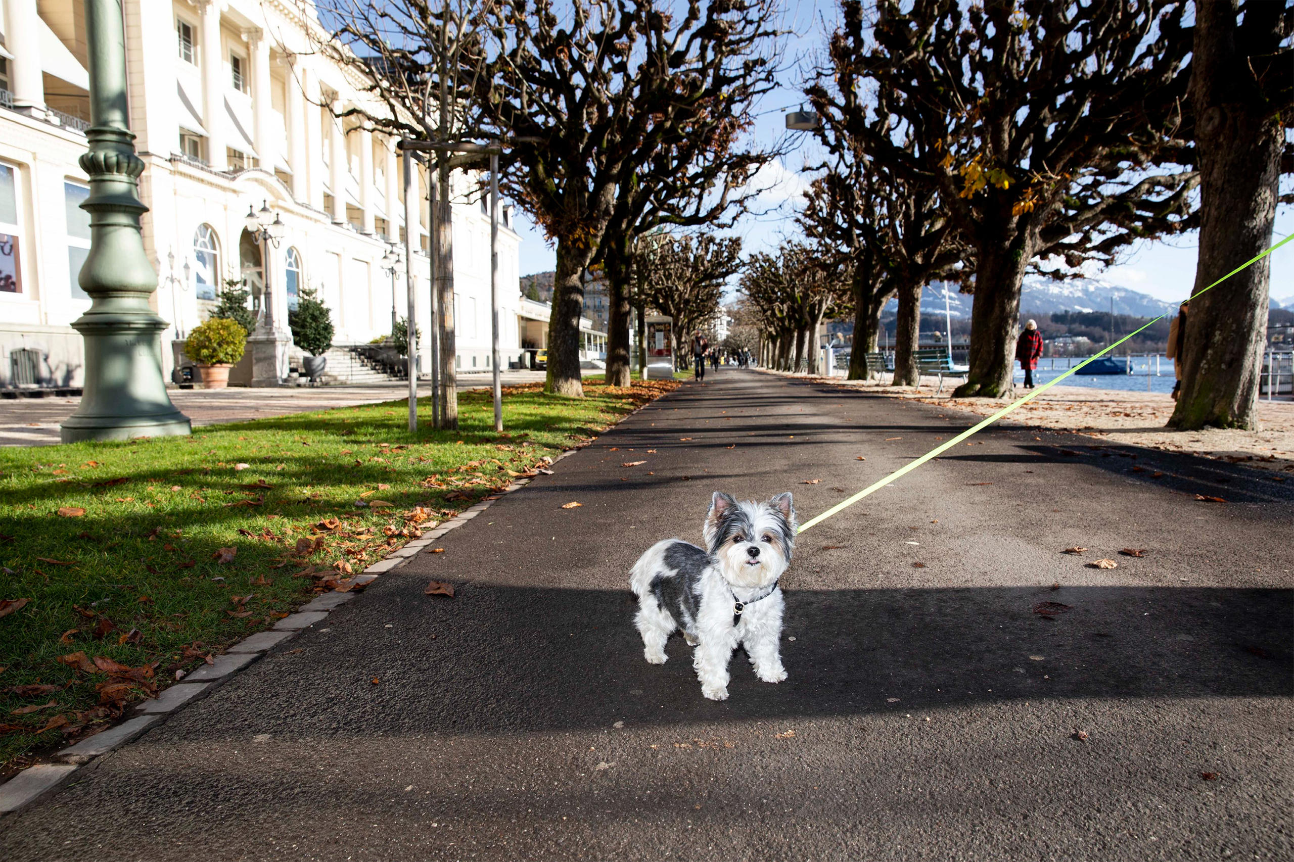 perrito con correa en una avenida