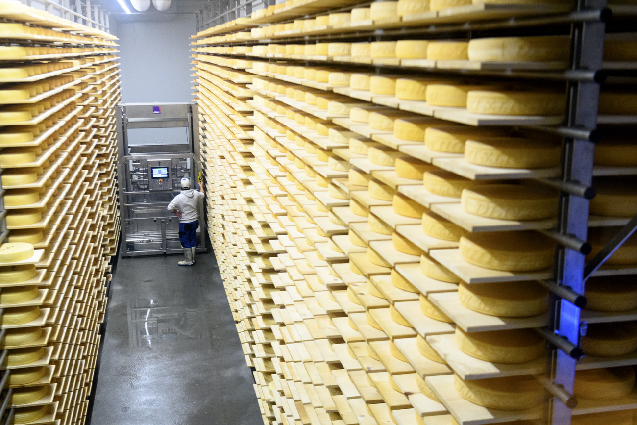 rows of cheese