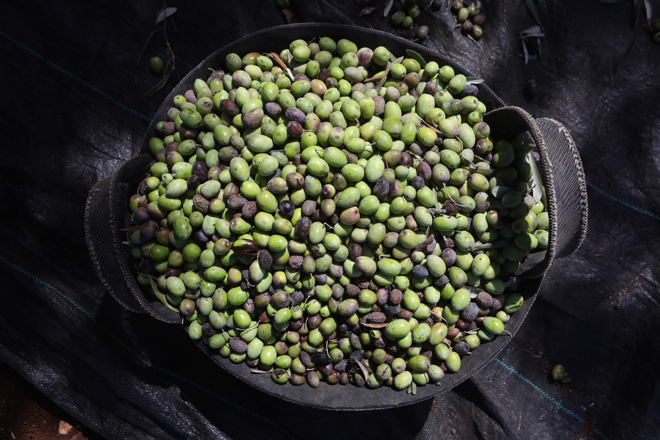 Olive al momento del raccolto.