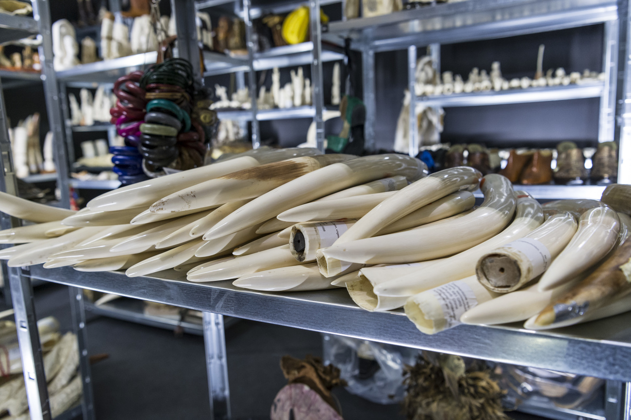 Zanne d elefante sequestrate alle dogane svizzere.