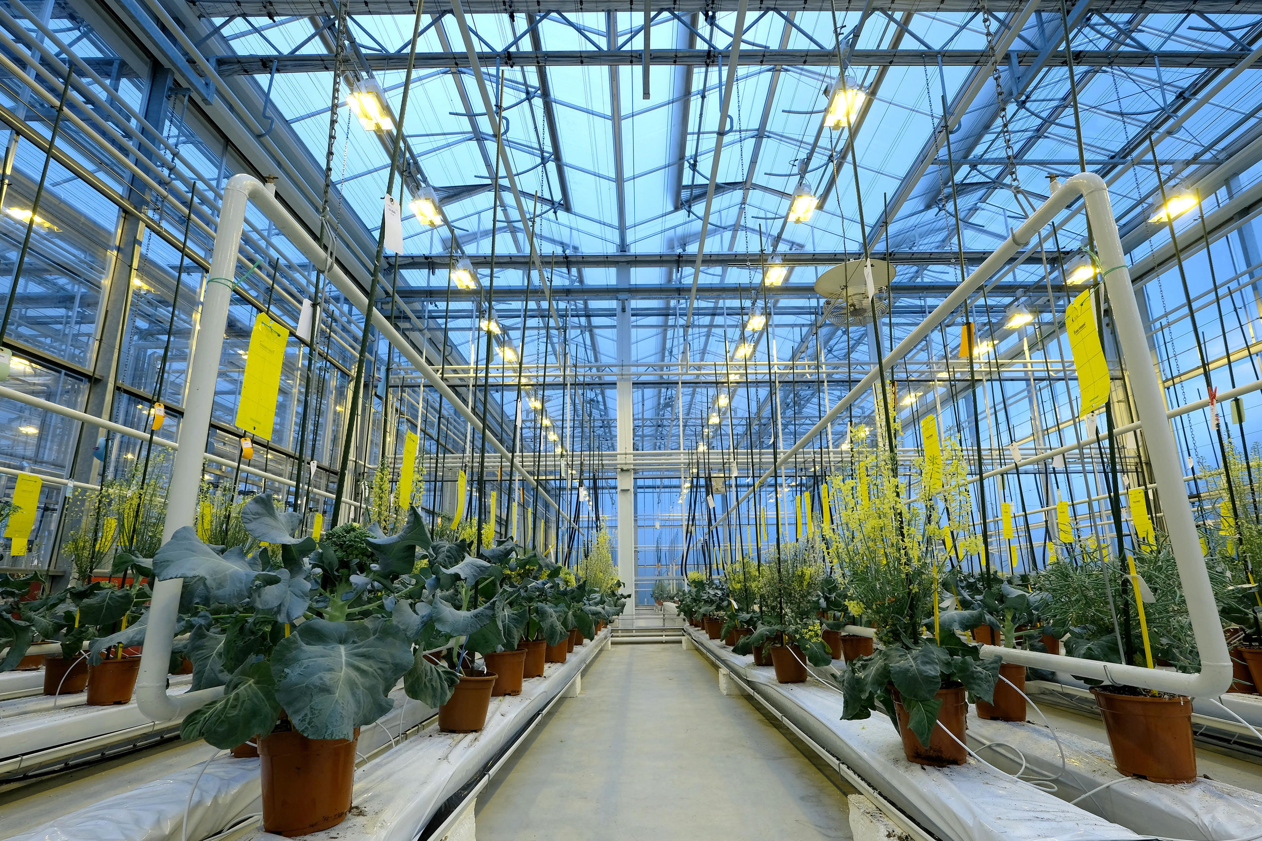 Plantas en una moderna instalación interior