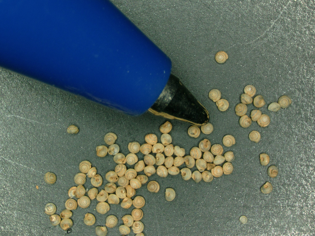 tiny snails that look like eggs