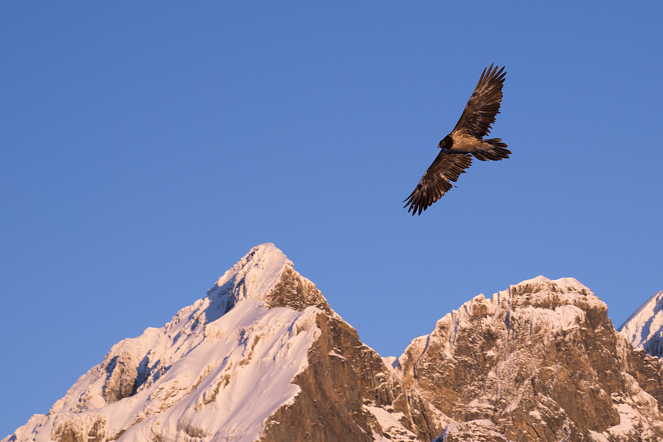 Un gipeto in volo sulle Alpi svizzere.