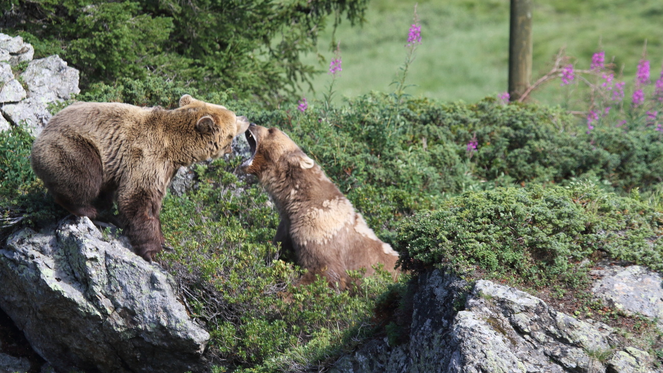 Two bears playing in an enclosure