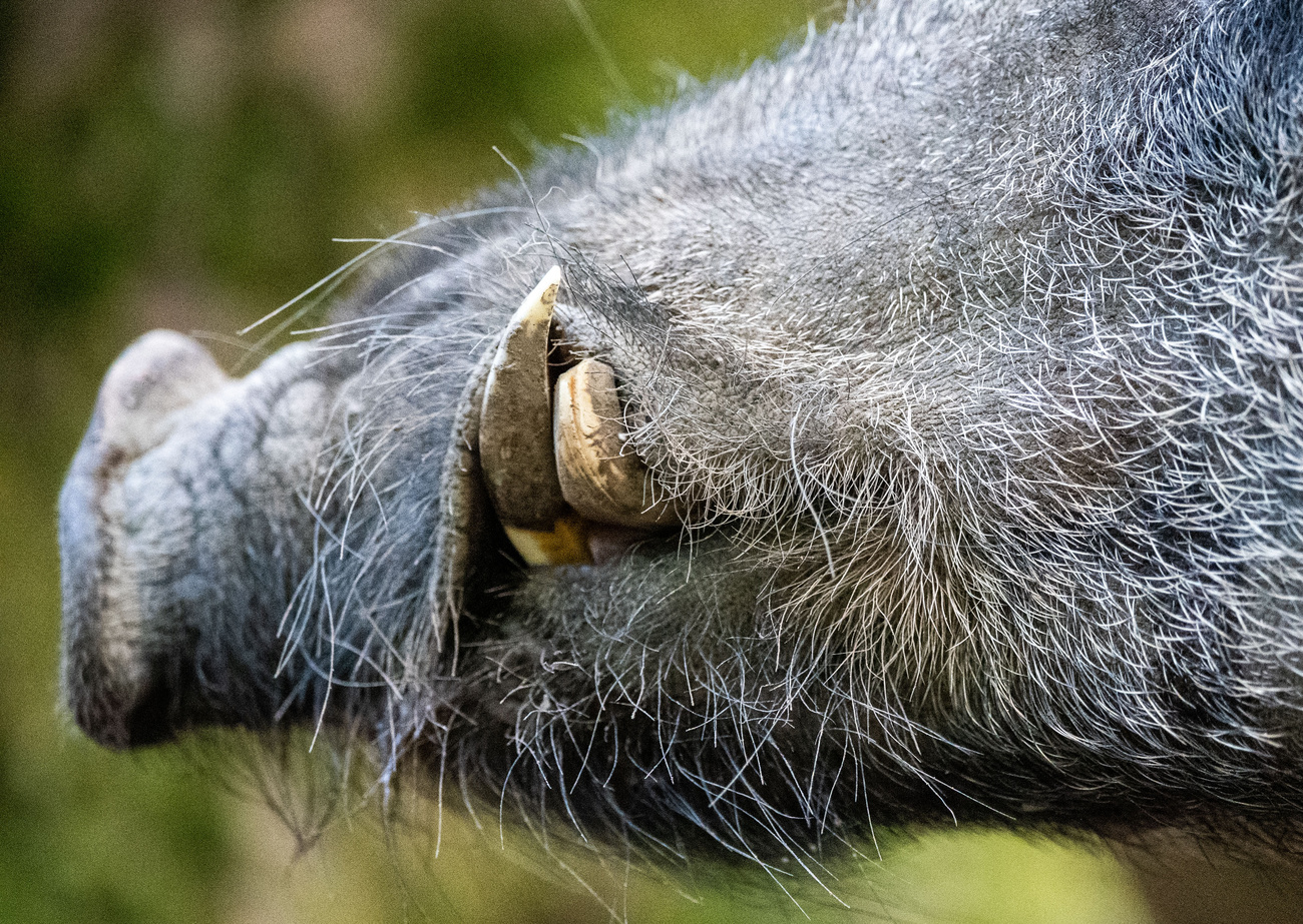 muso di un cinghiale