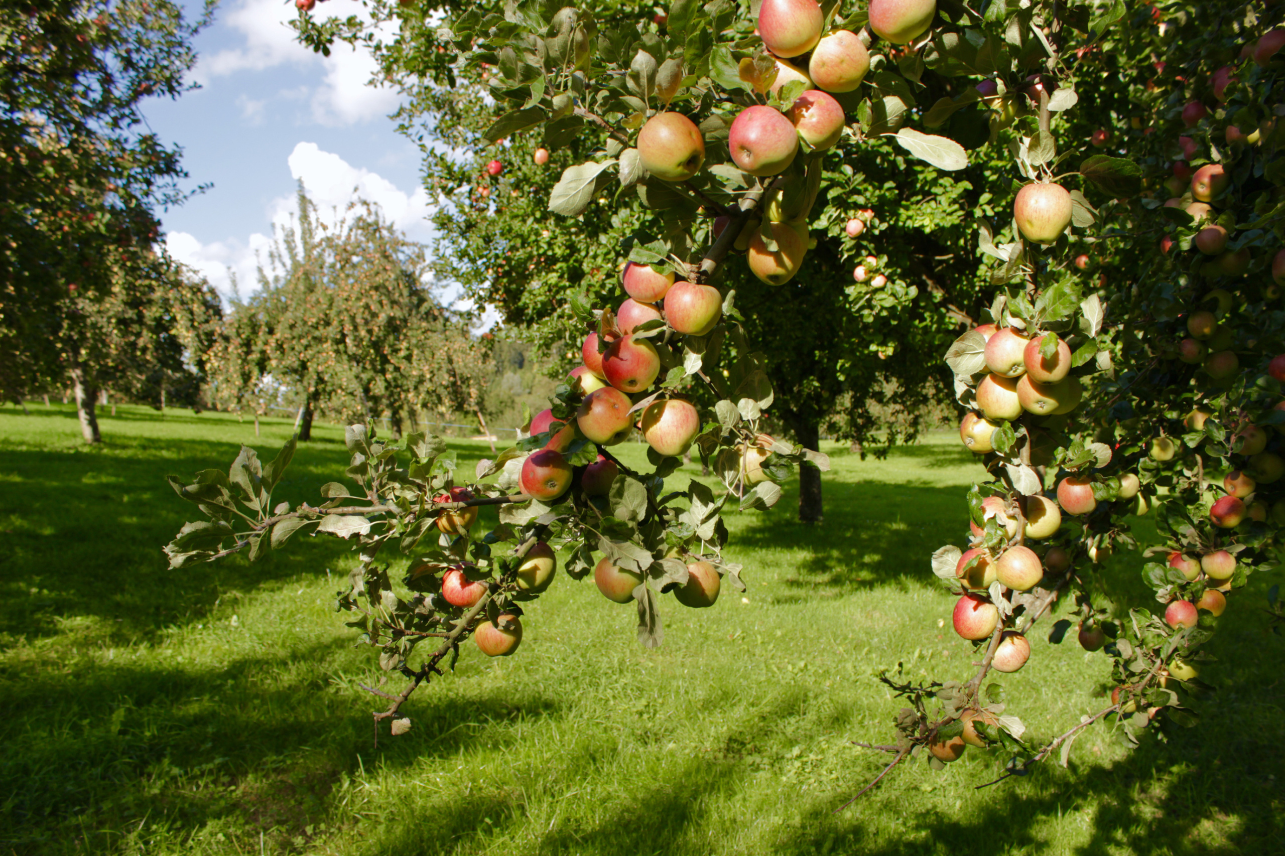 apples