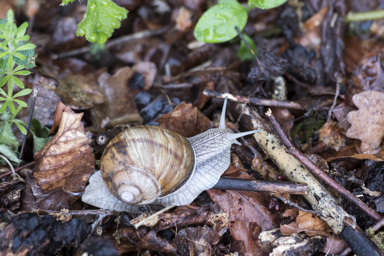 snail in a forest