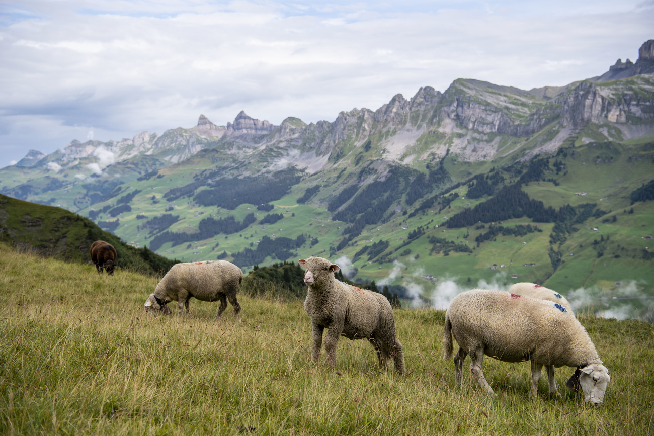 Schafe auf der Alp