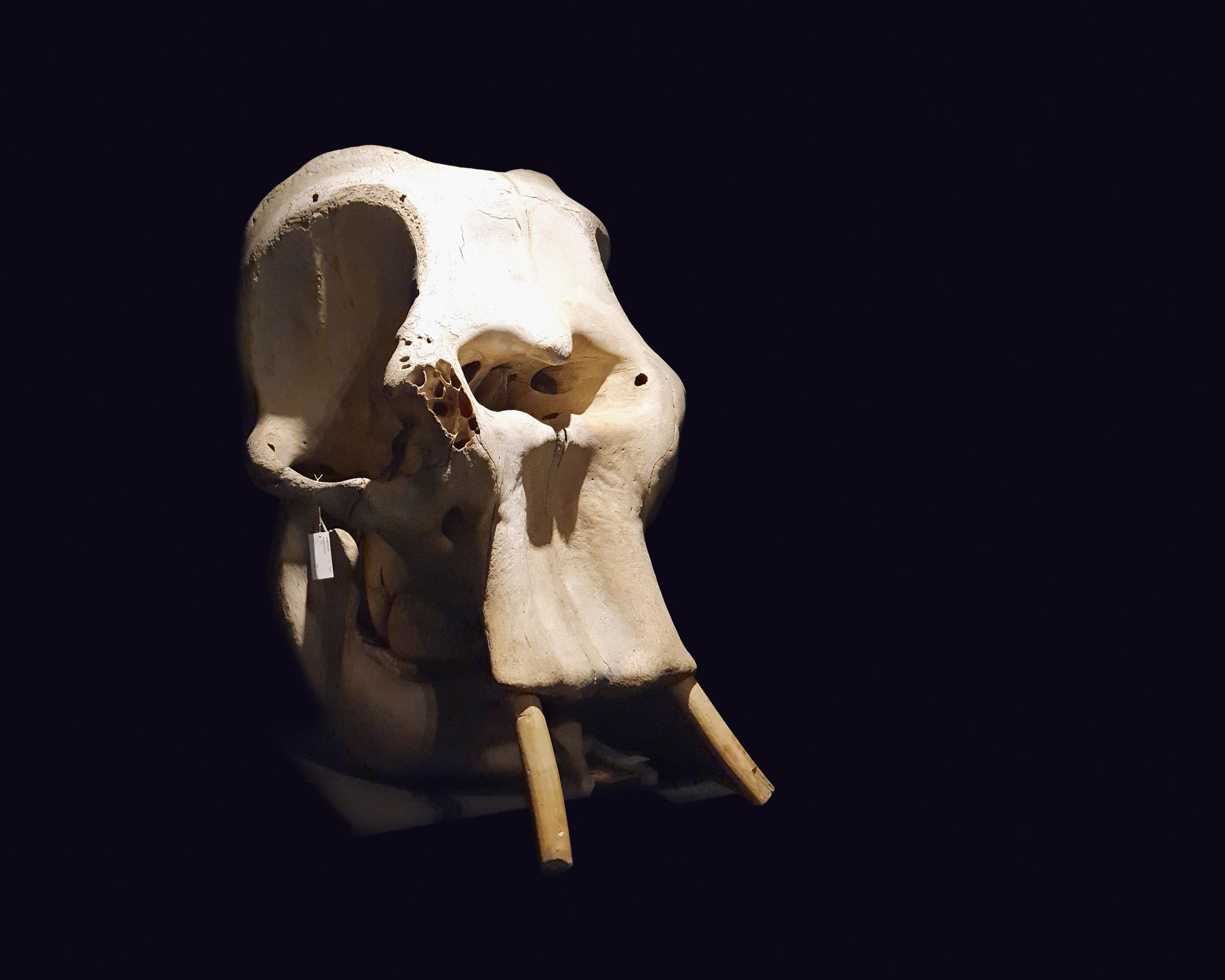 Crâne d un éléphant