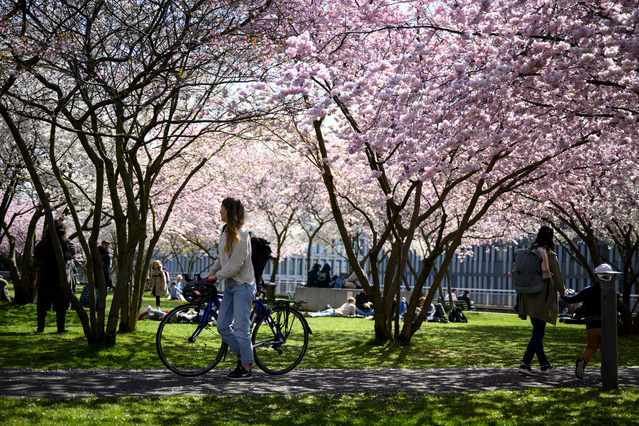 Blossom in Lausanne