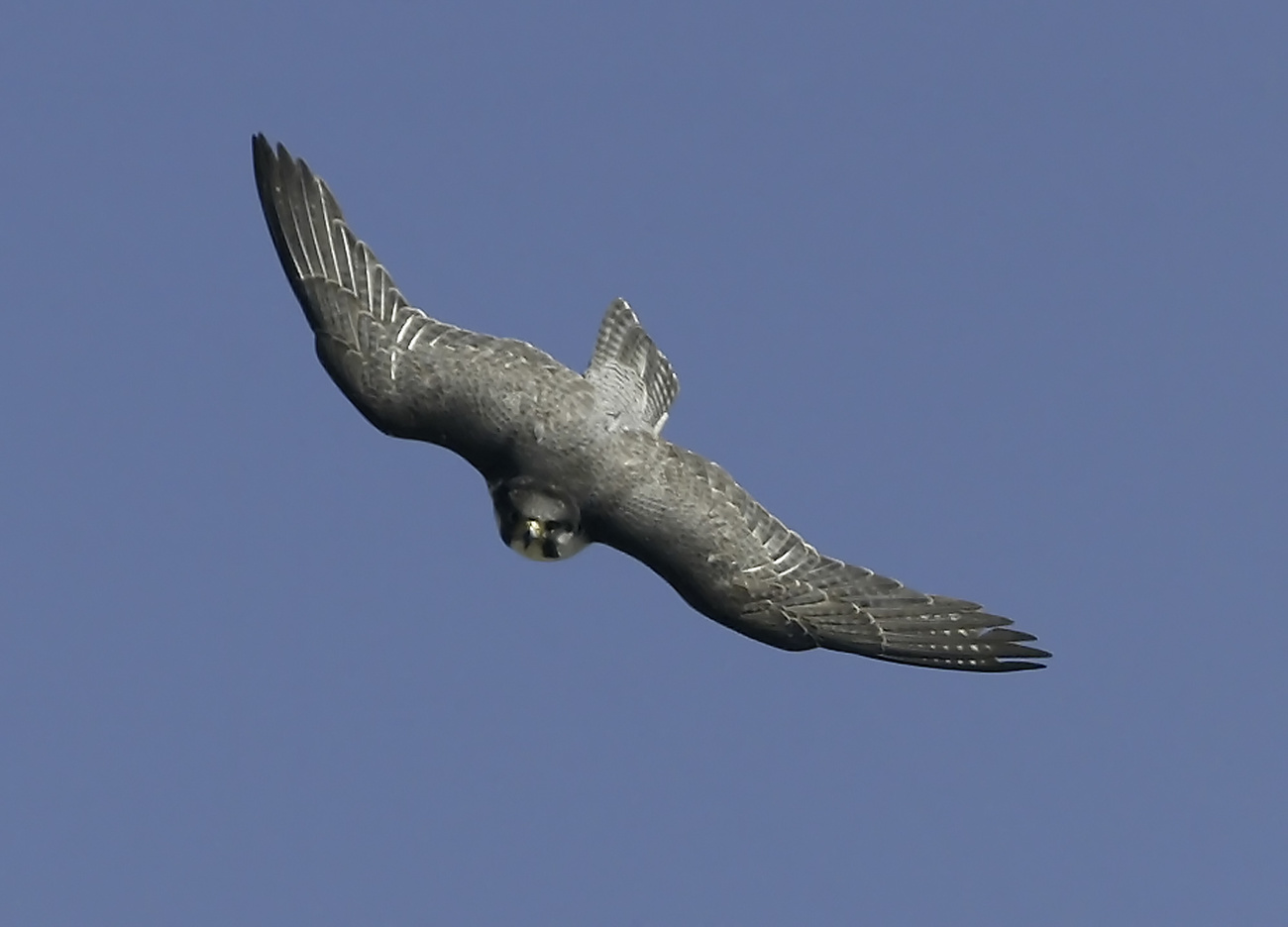 Peregrine Falcon
