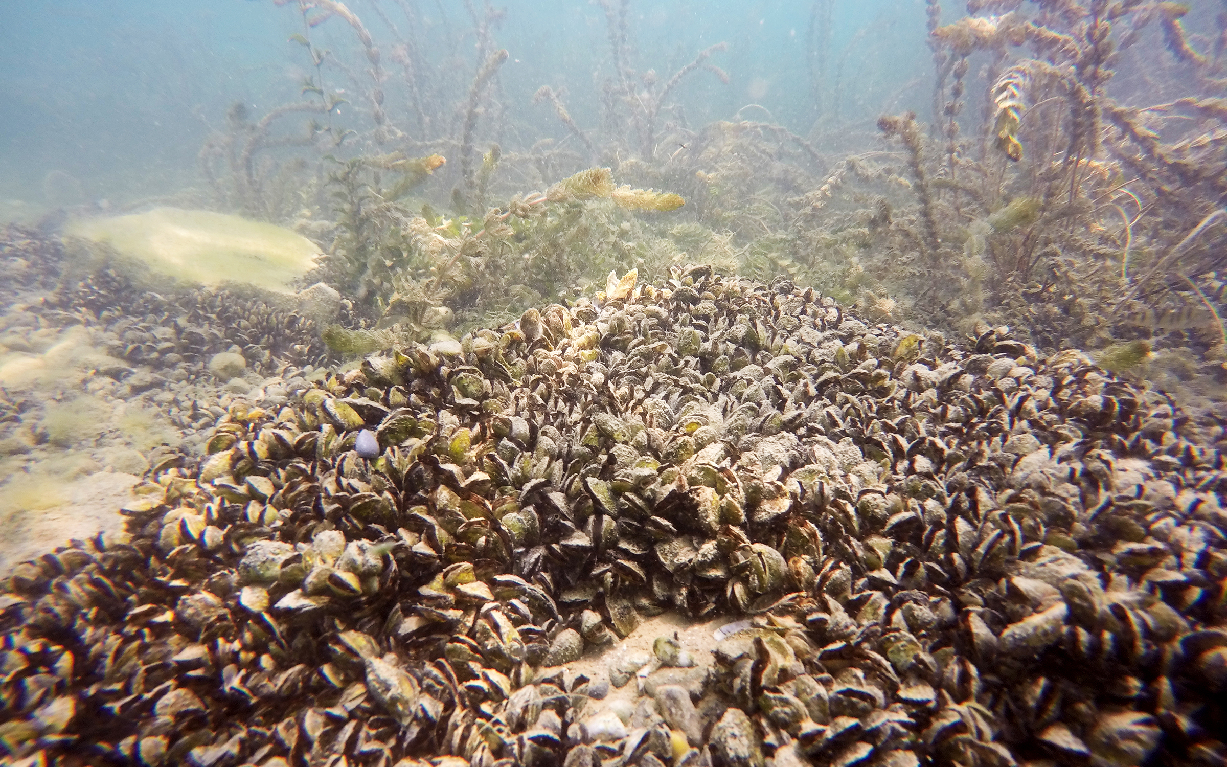 Invasive quagga mussels in Lake Geneva.