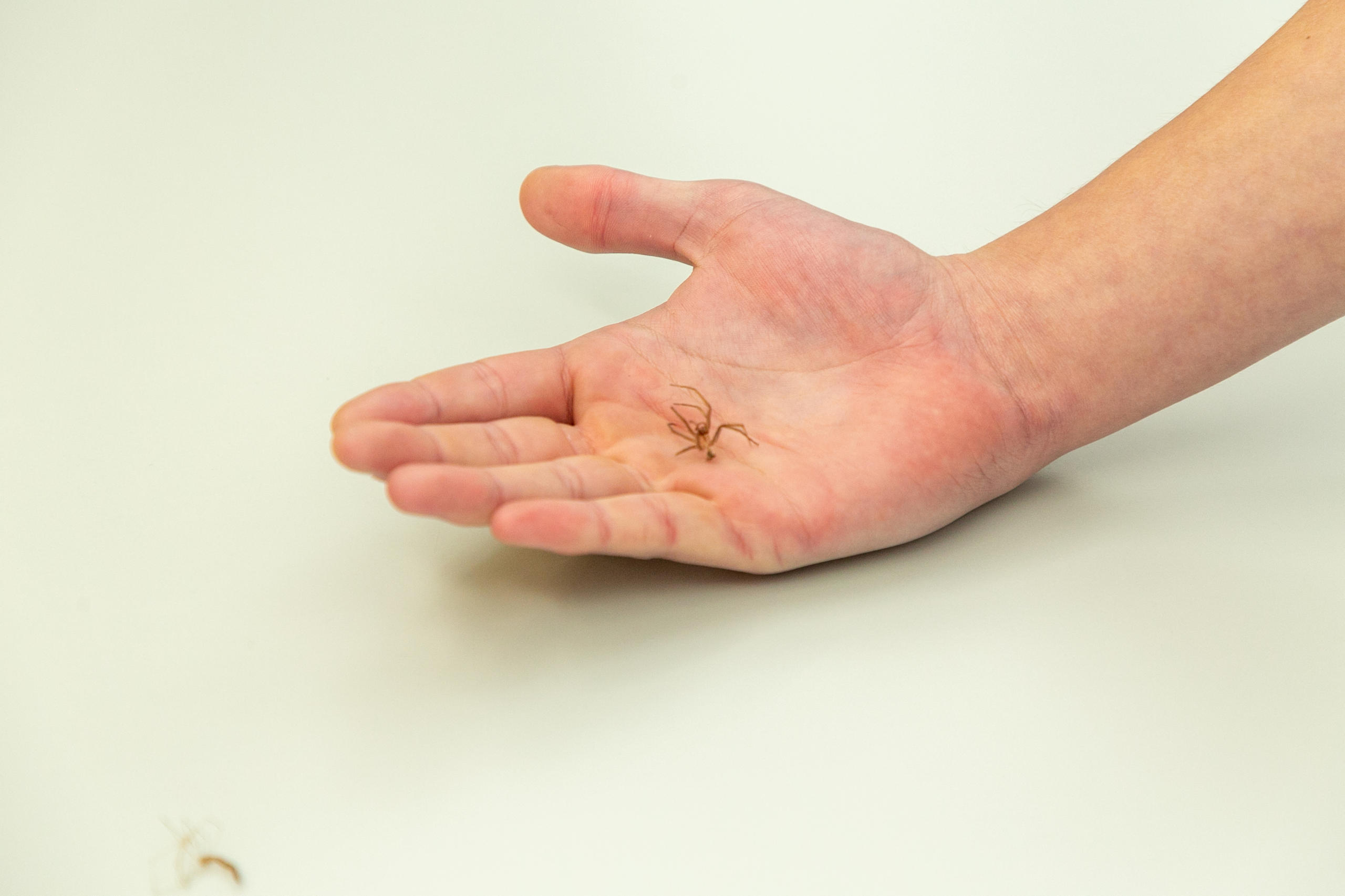 Spinne auf Hand