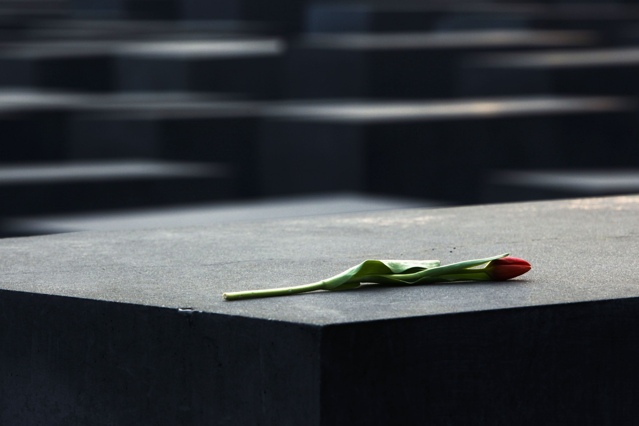 Tulip on a slab of concrete