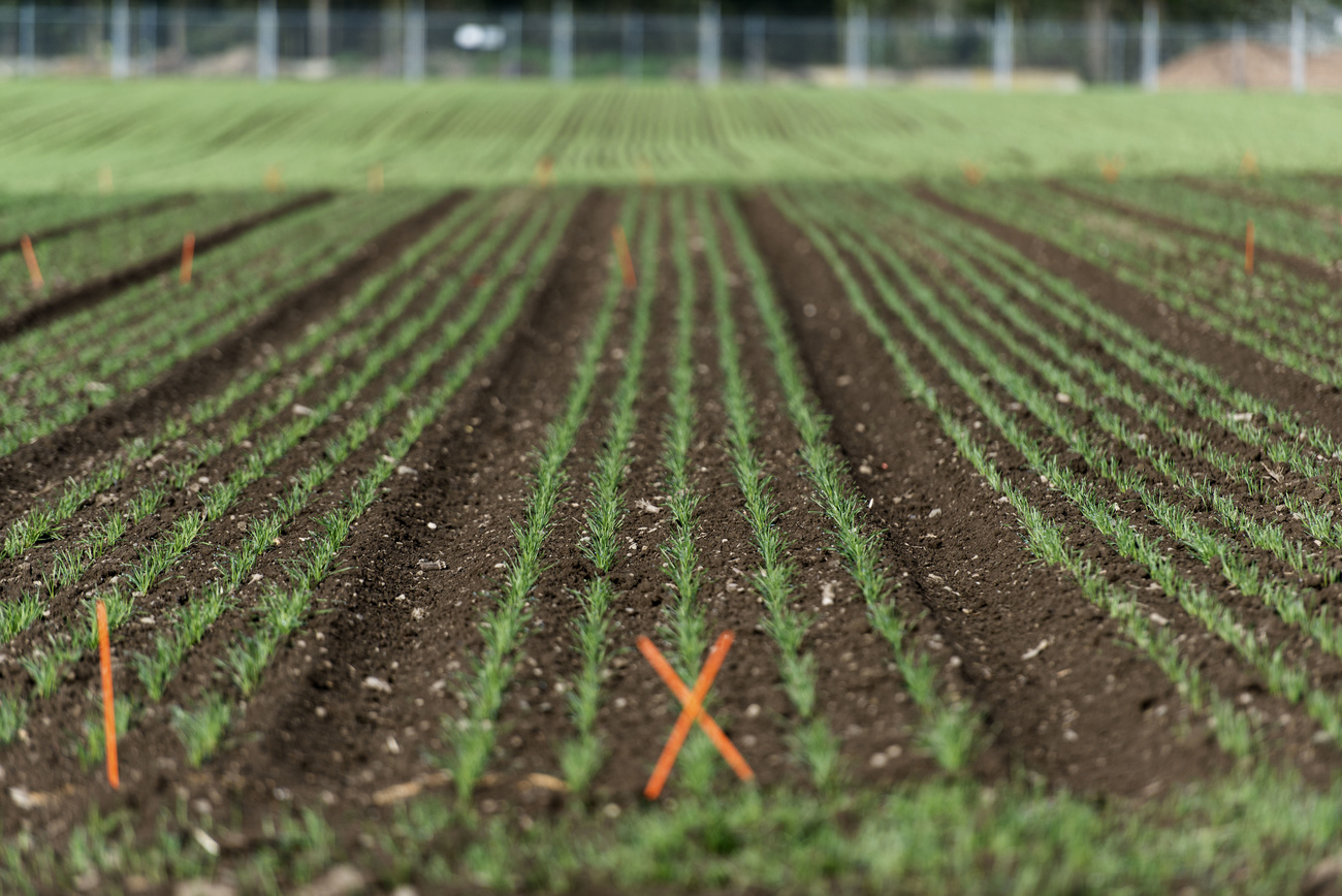 Field with wheat seedlings