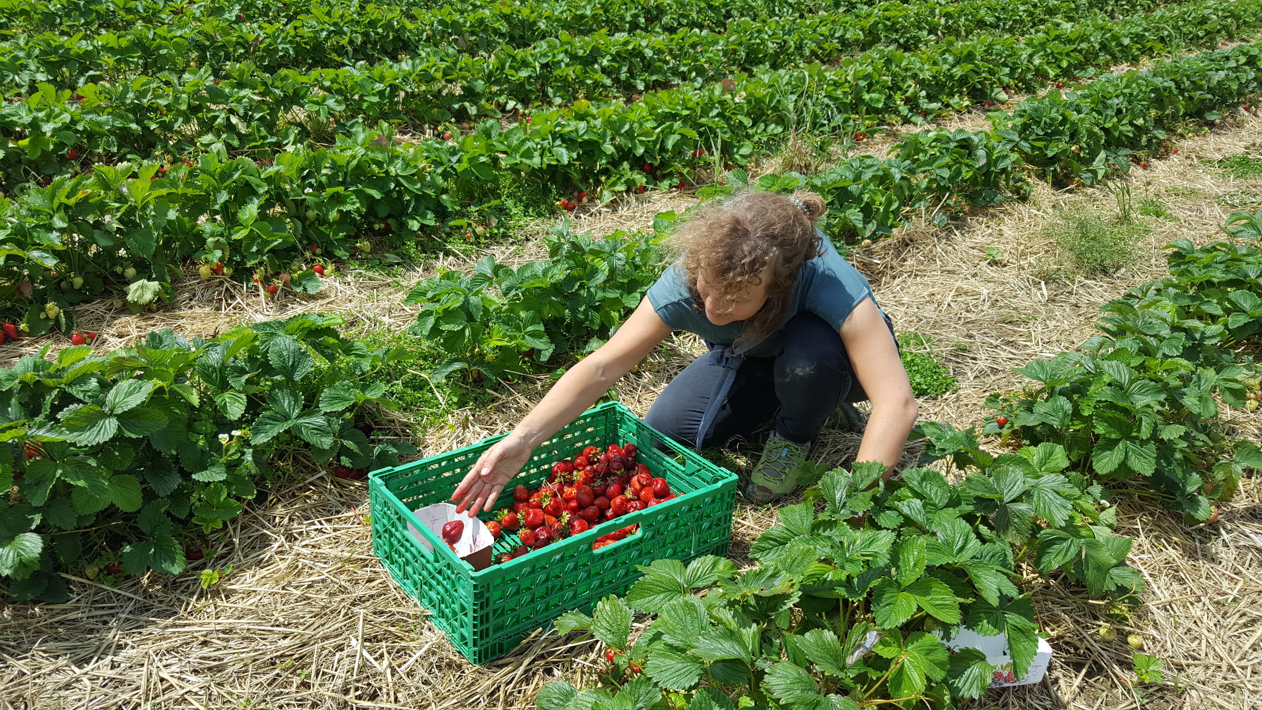 Cueillette de fraises dans un champ