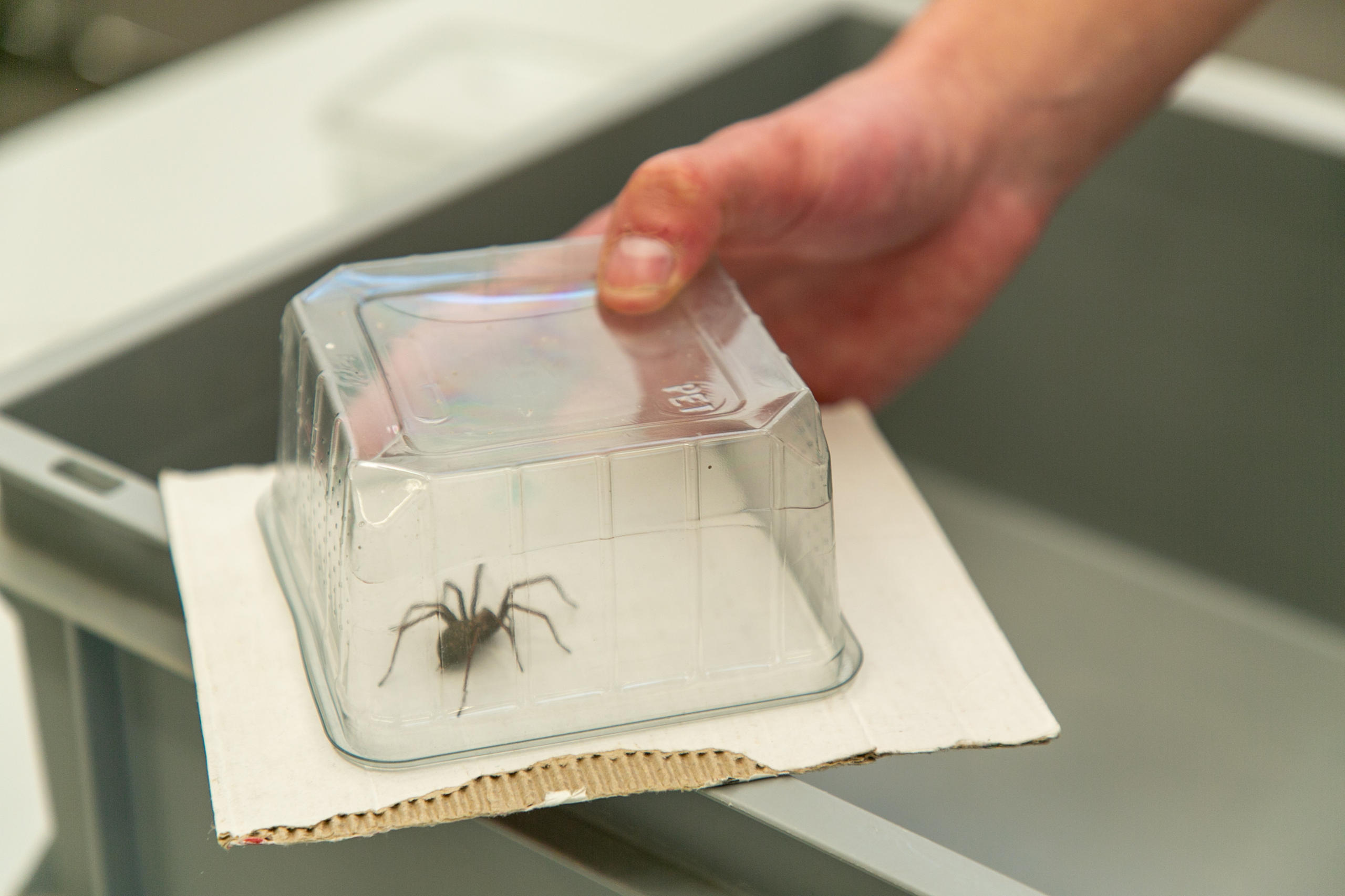 Une araignée dans une boîte transparente
