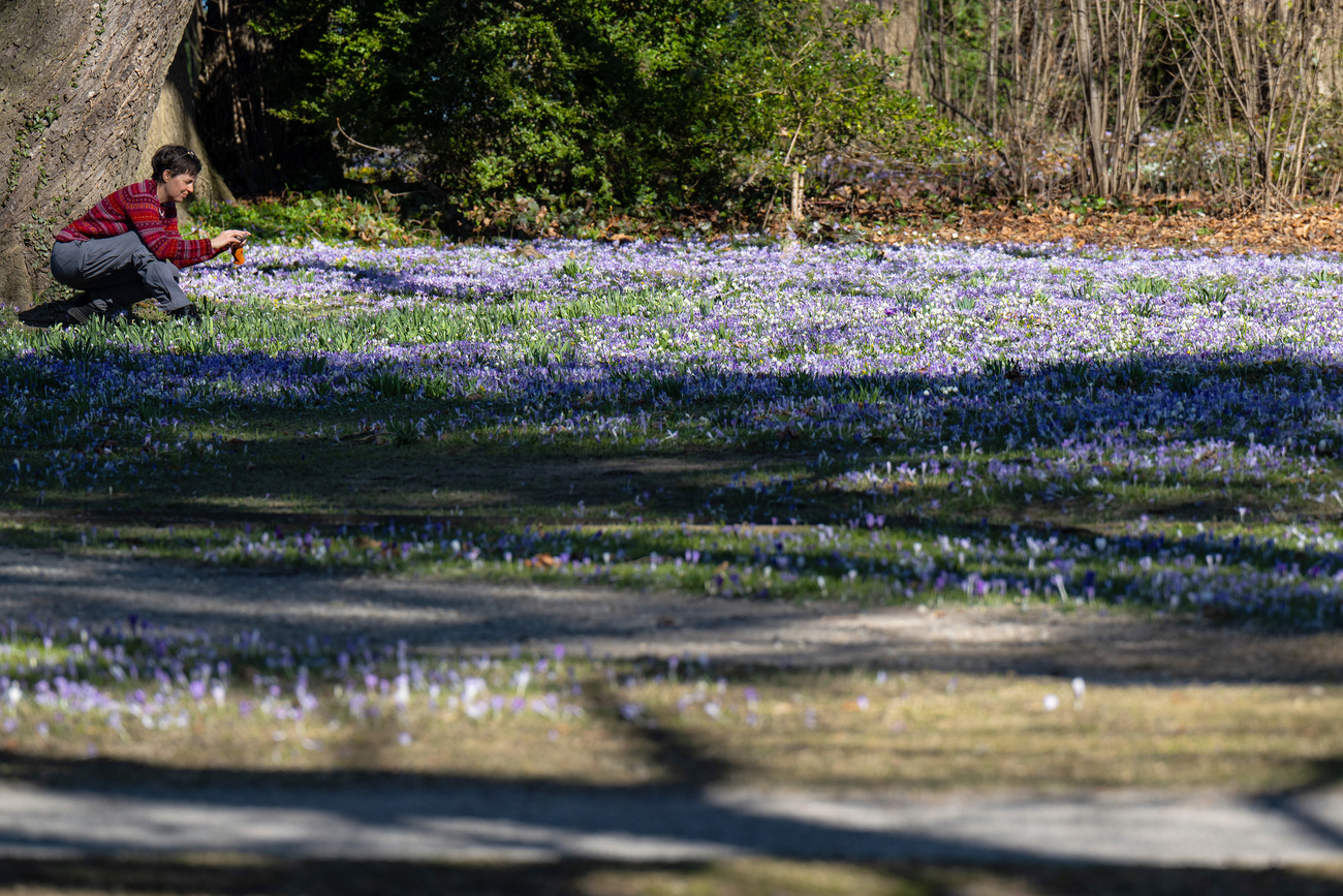 grass and spring flowers