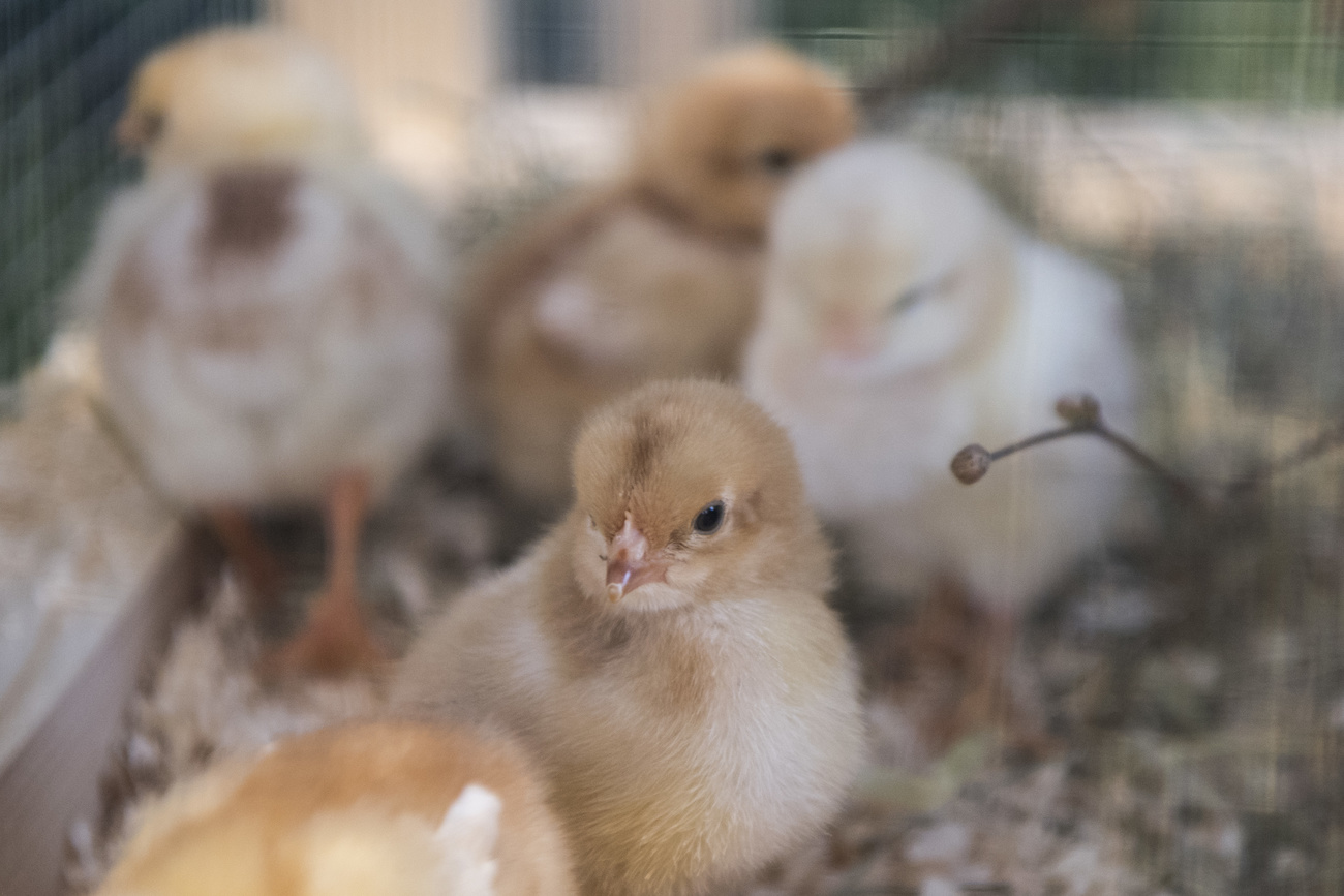 chicken