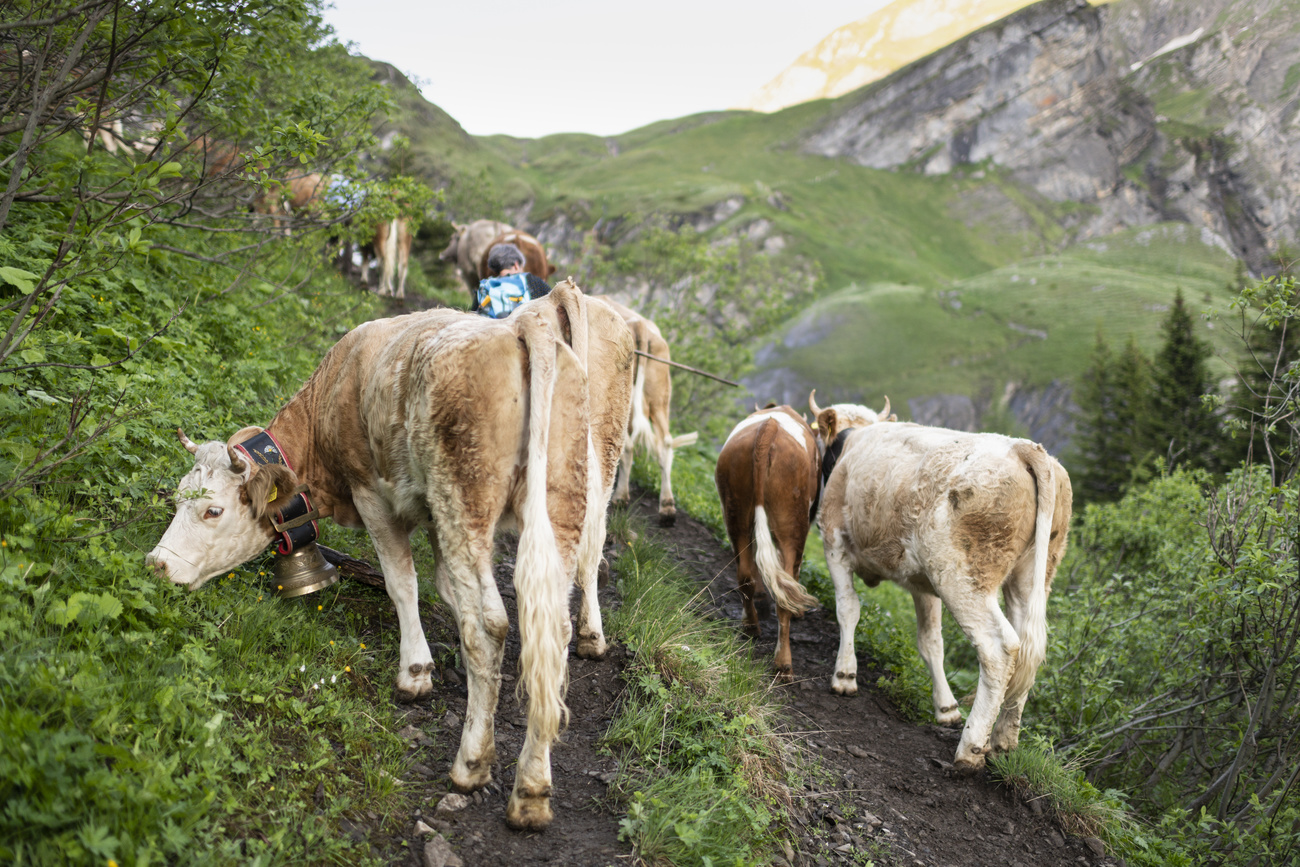 cows on a mountainside