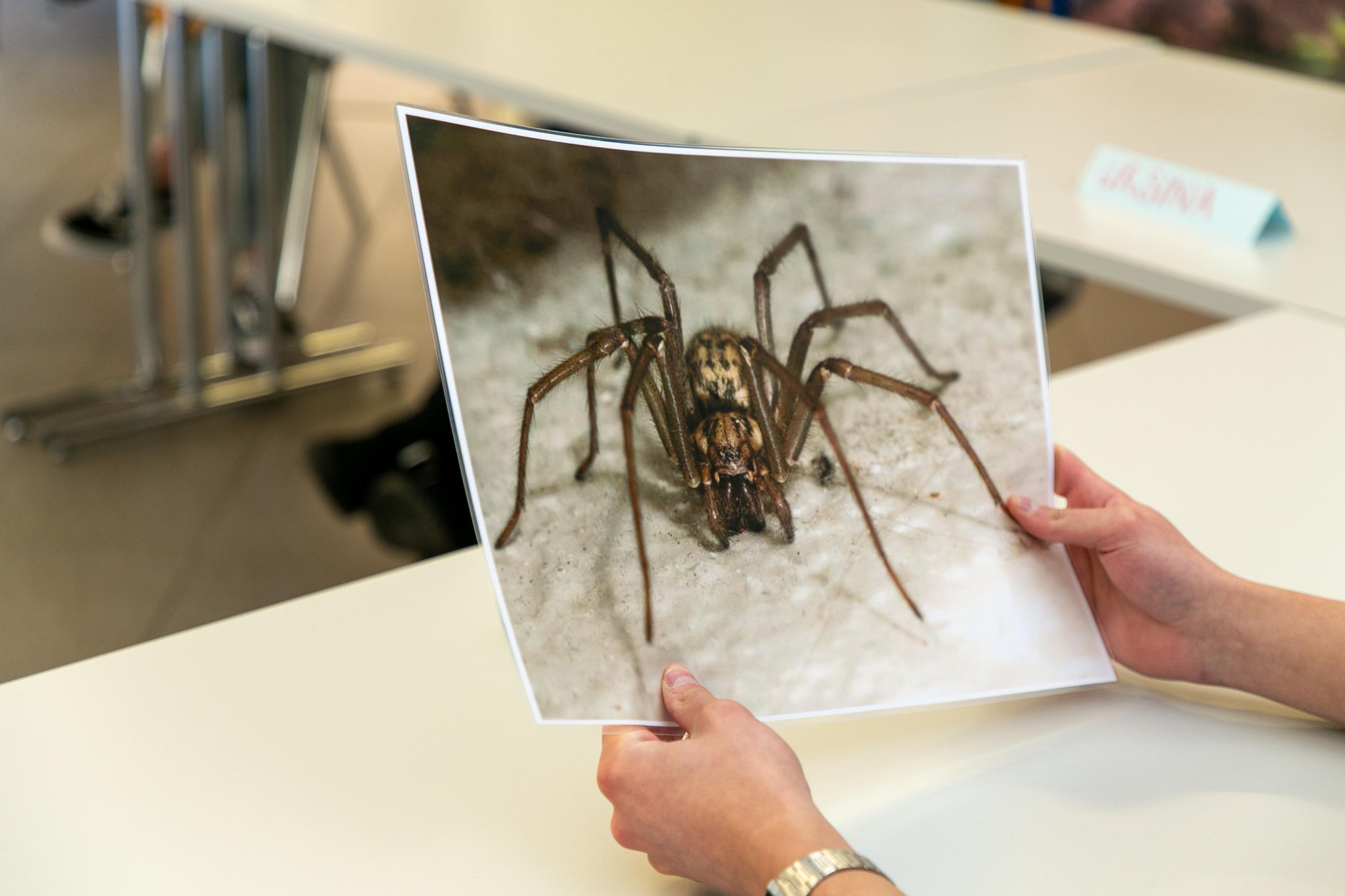 Foto einer Spinne