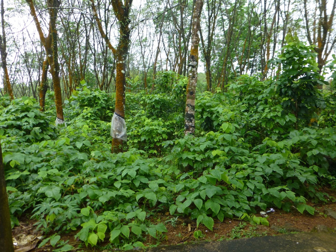 在斯里蘭卡的橡膠園裡間種固氮的豆類植物已相當普遍。