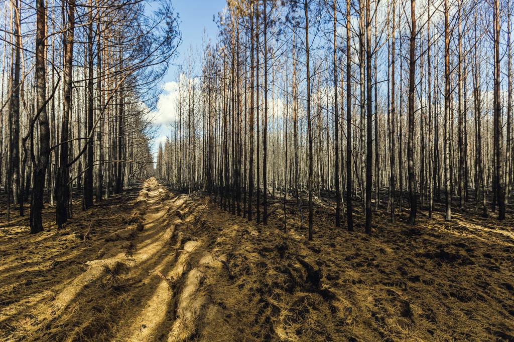 Arbres d une forêt après un incendie