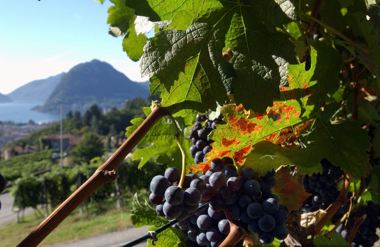Uve Merlot in una vigna di Porza e vista sul golfo di Lugano.