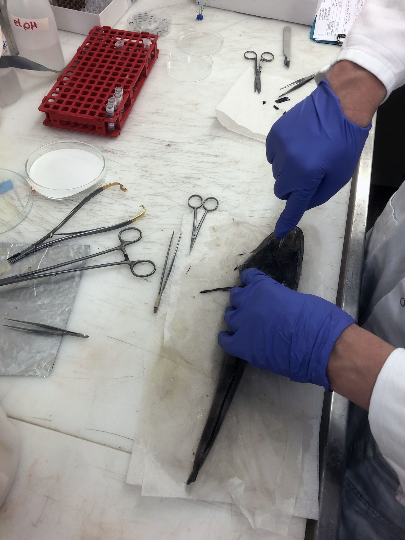 Fish dissection