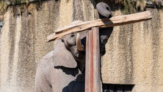Elefant Tusker