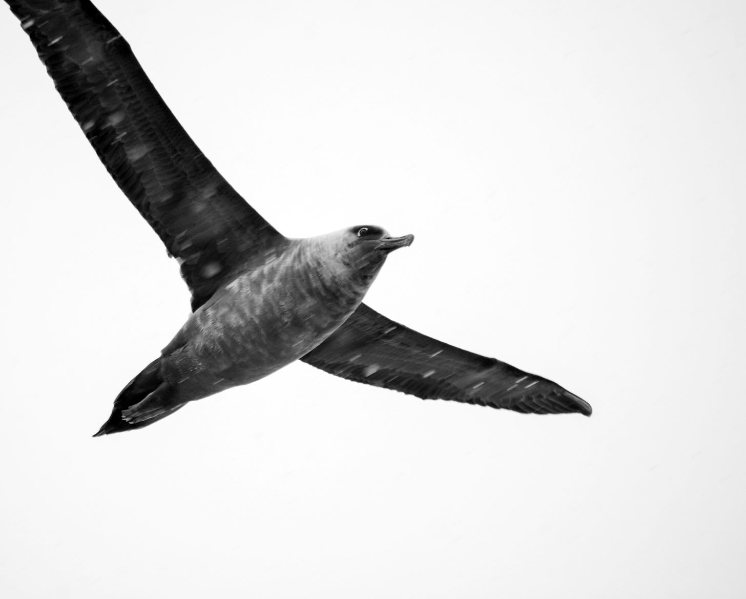 Light-mantled albatross
