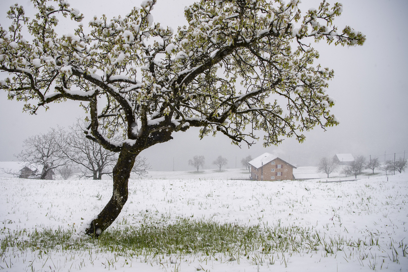 Tree covered in snow in Switzerland.