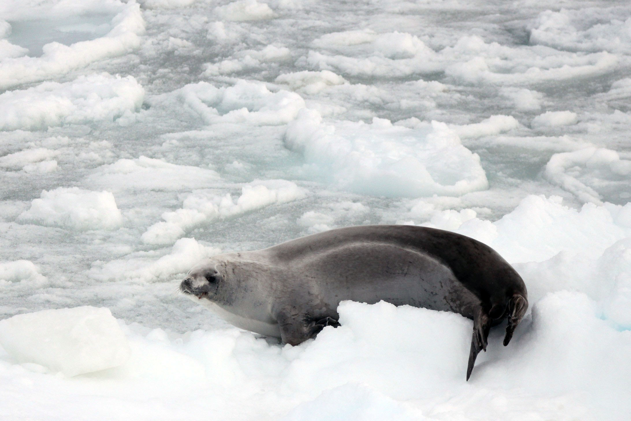 Foca cangrejera (Lobodon carcinophagus).