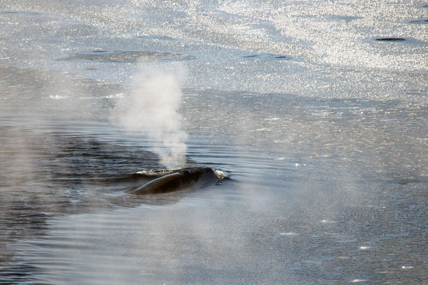 A Minke whale