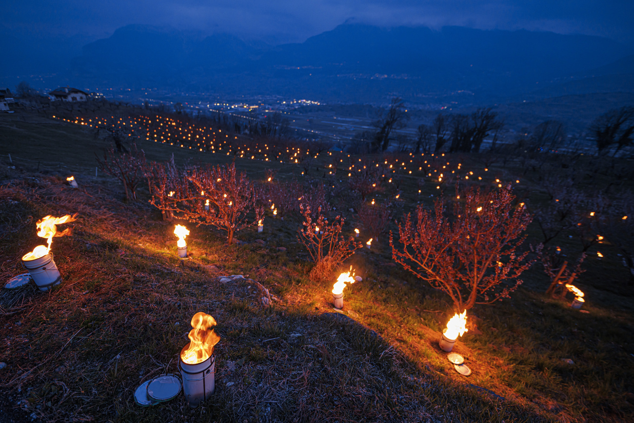 Apricot crops being warmed by candles.