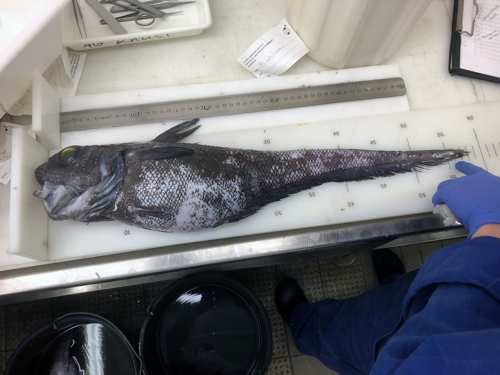 Grenadier cod