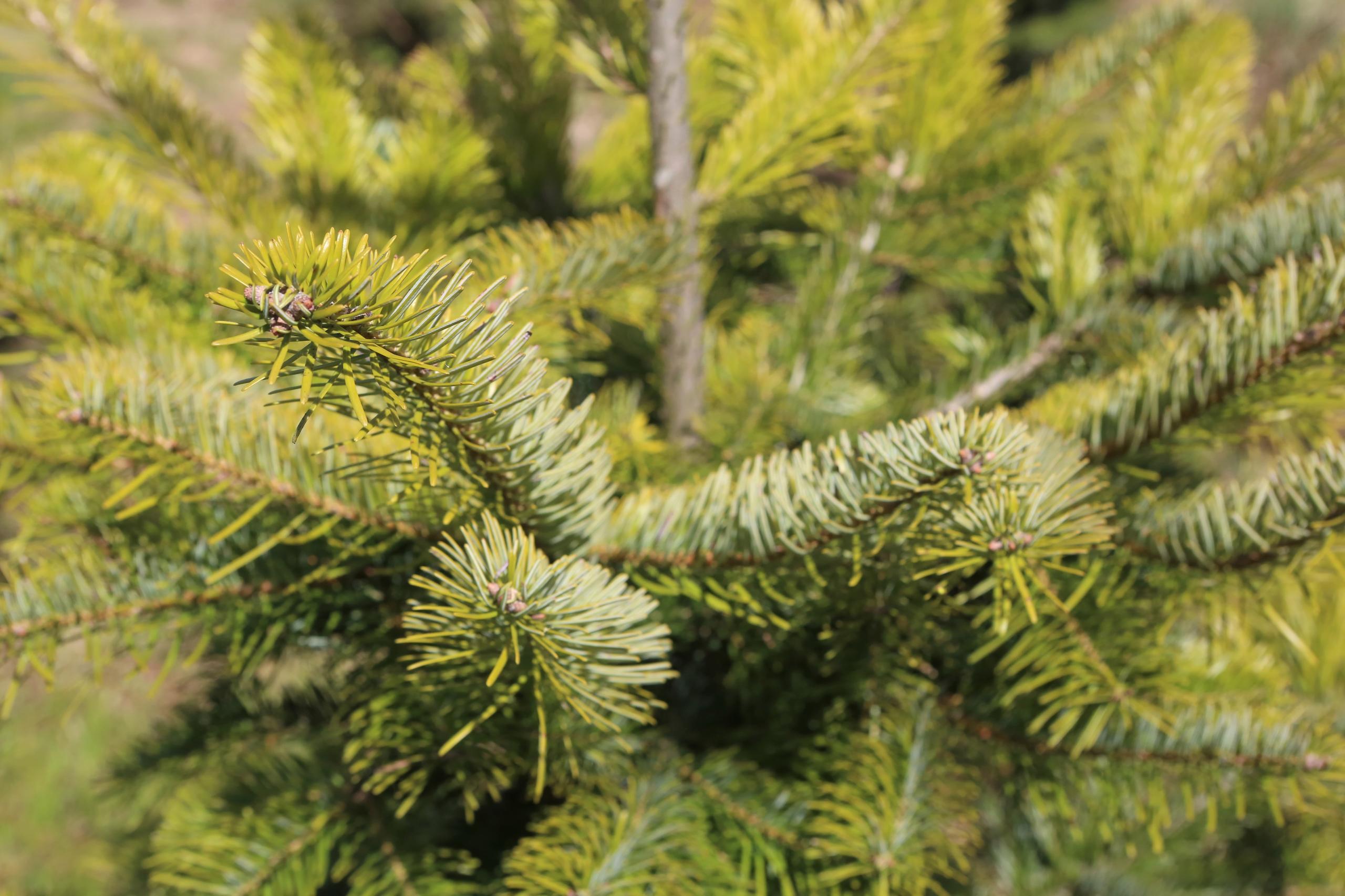 Aiguilles d un sapin de Turquie