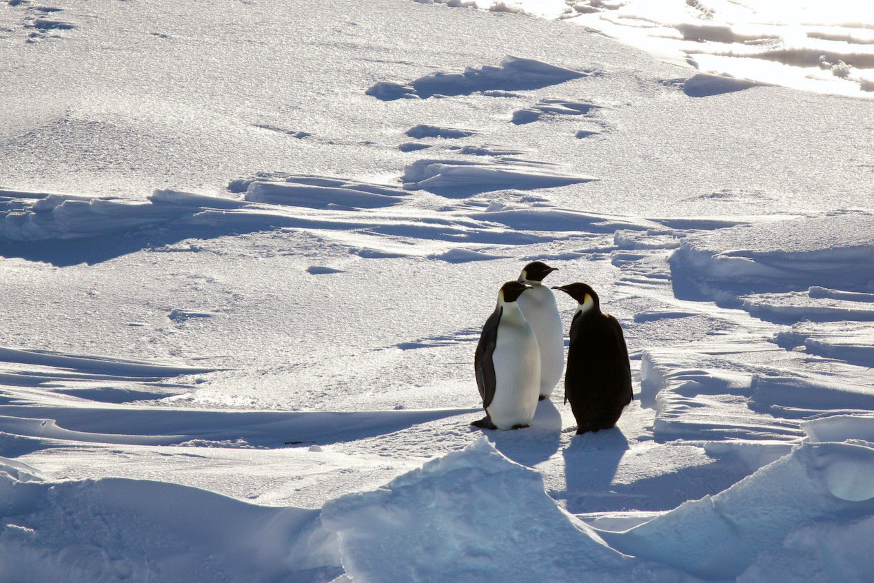 Pingüinos emperador.