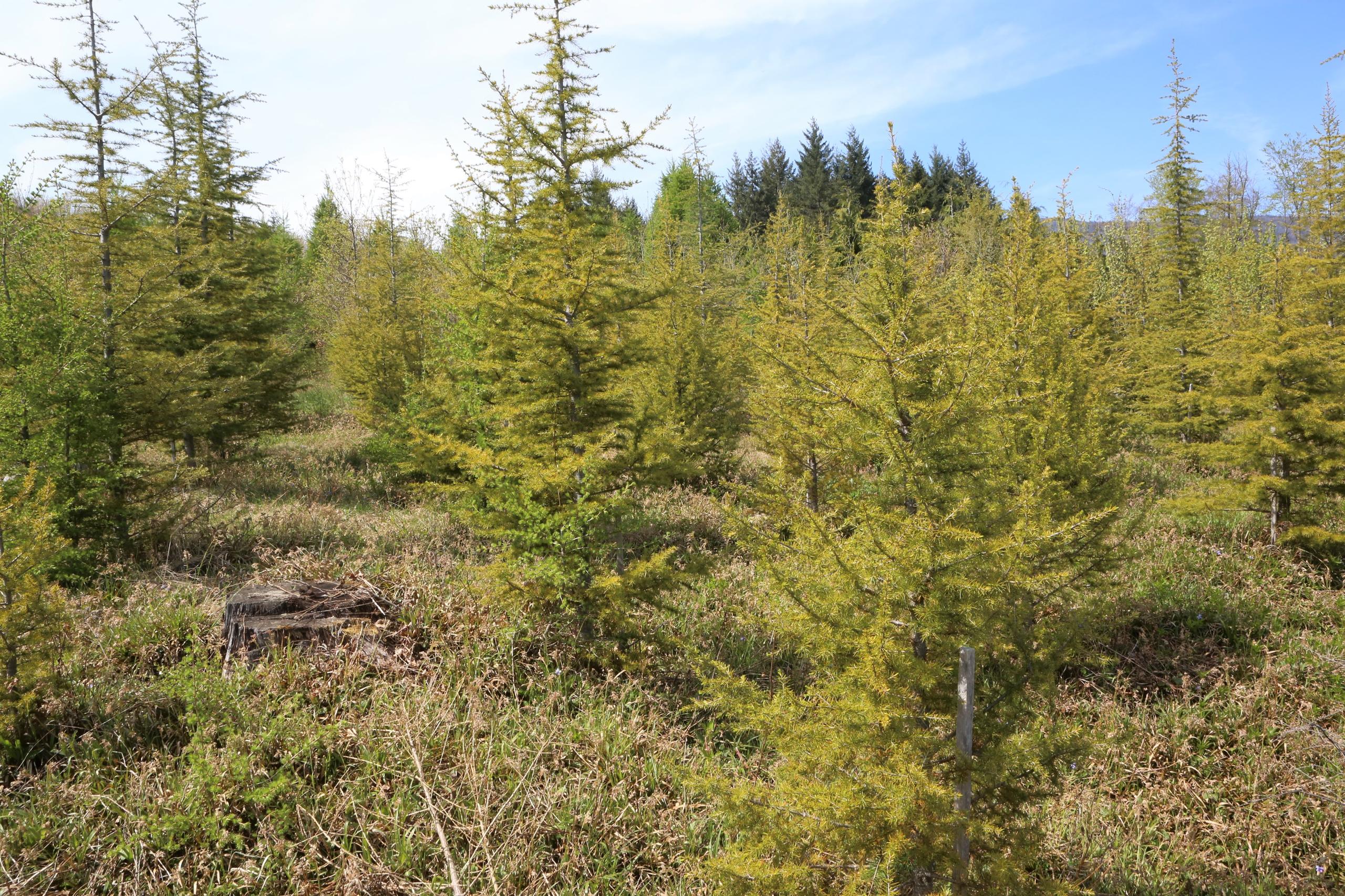 Lebanese cedars