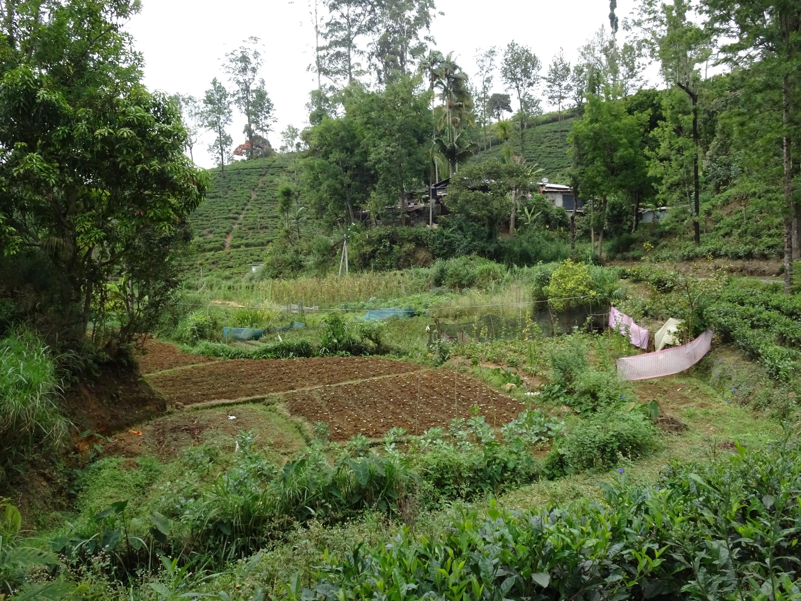 品種豐富的小型農莊更便於發展有機農業。