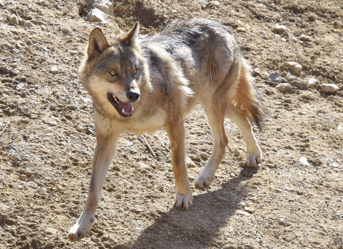 Un esemplare di lupo presente in Svizzera
