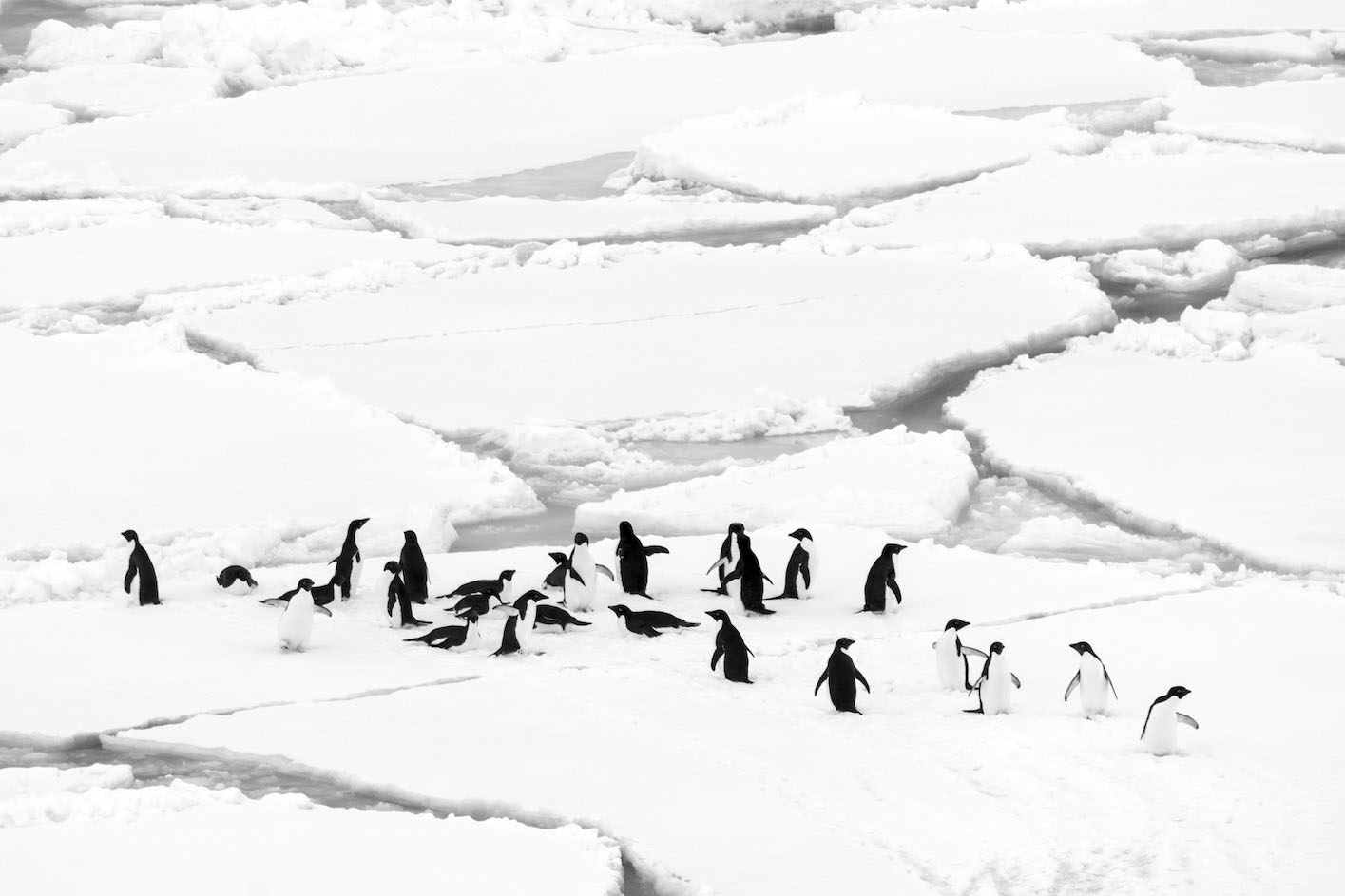 Pingüinos de Adelia.