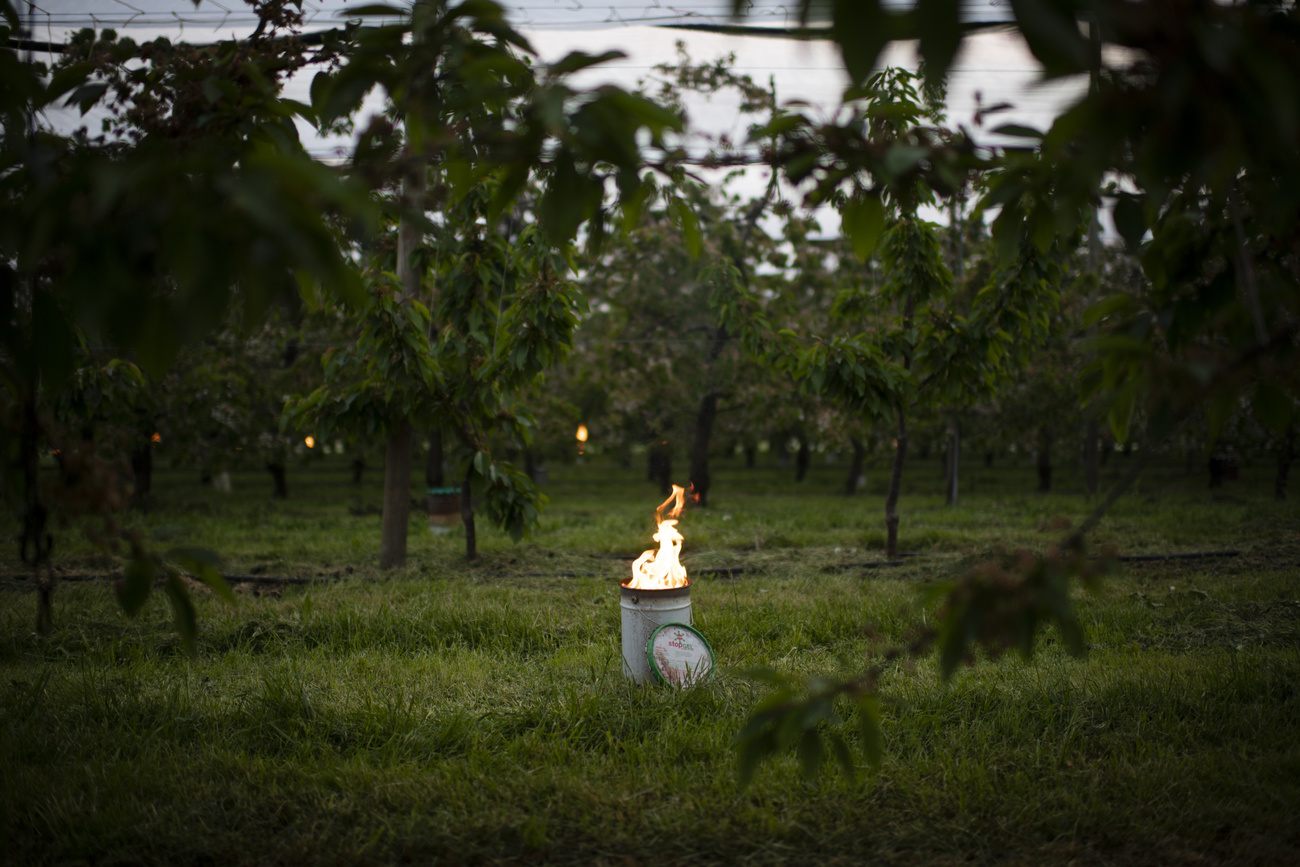 barrel fire amid fruit trees