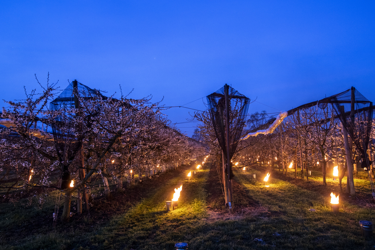 fires burning amid fruit trees