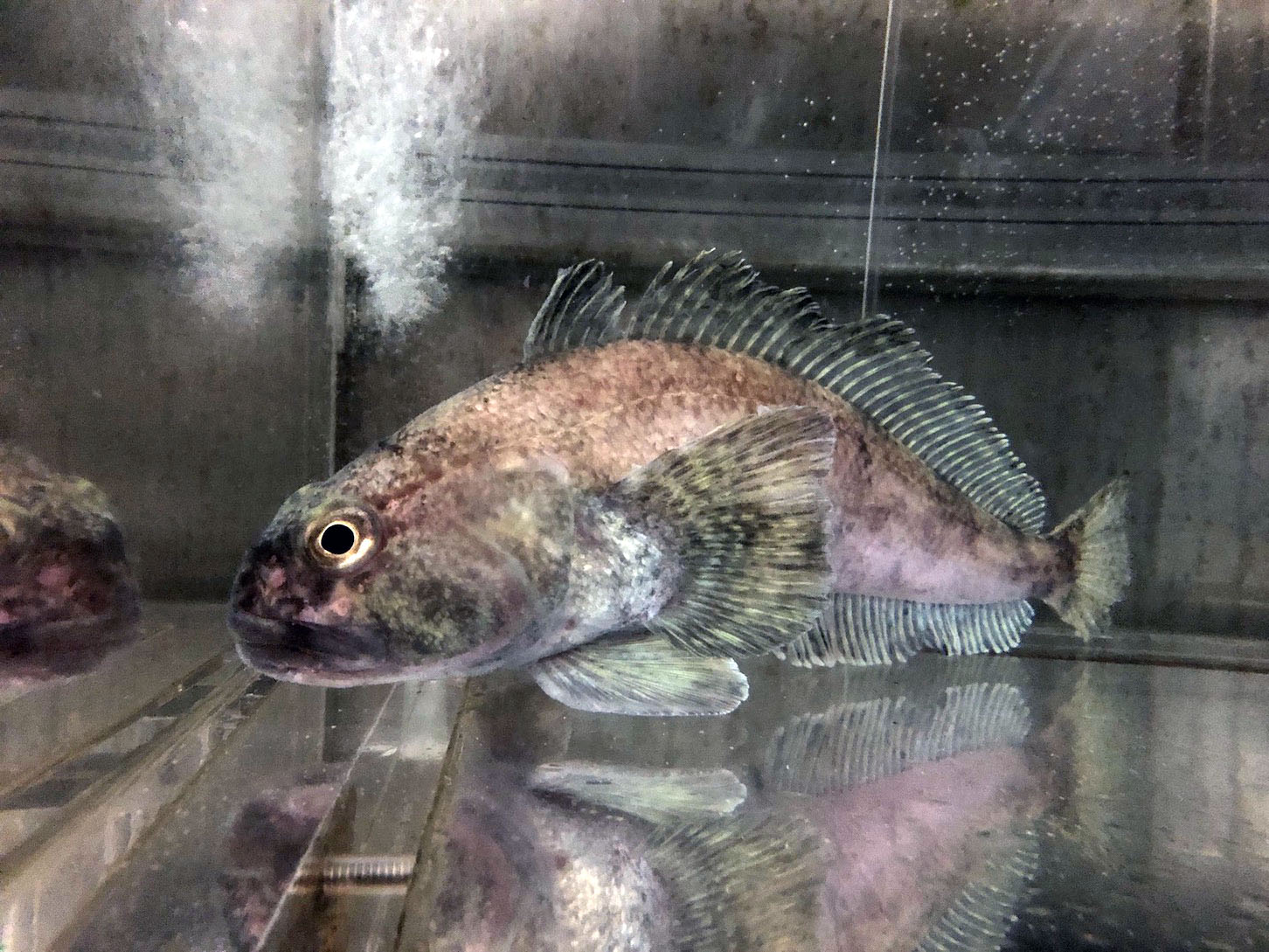Striped rockcod
