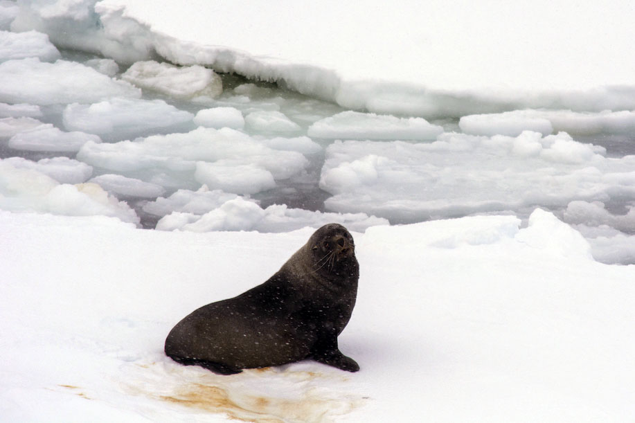 Antarctic fur seal