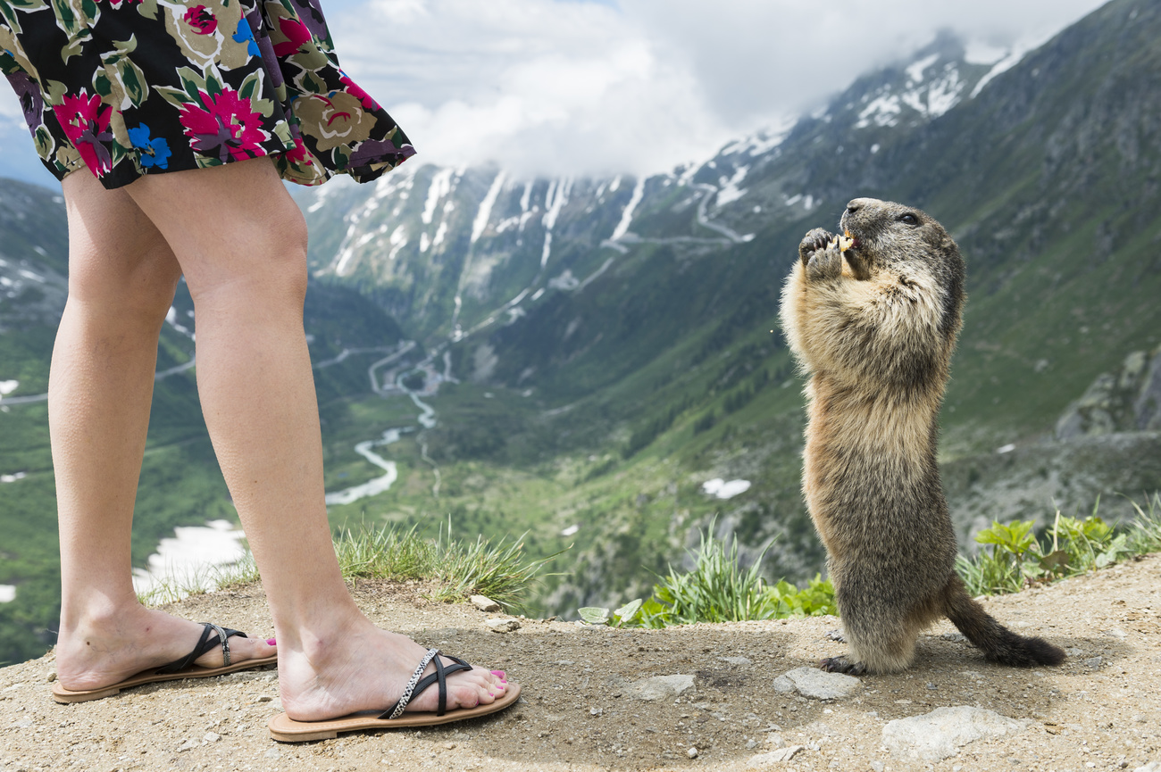 Woman stands beside marmot against a mountainous backdrop.